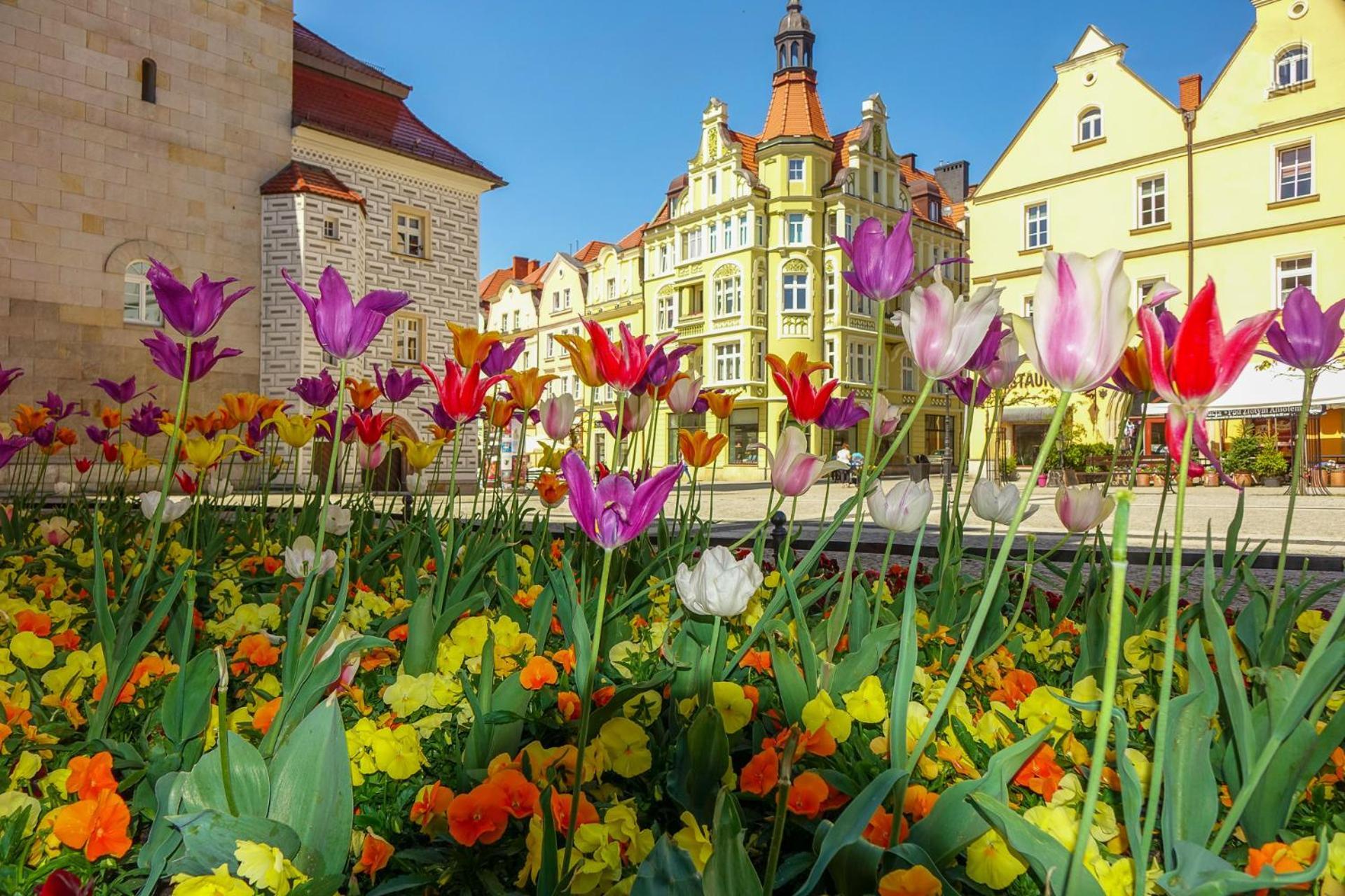 Przy Starowce - Zoni Apartment *